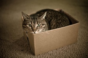 gato en caja