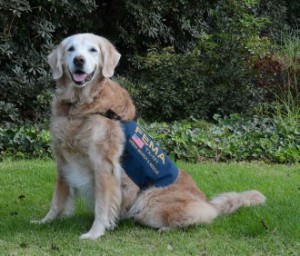 Bretagne perro héroe de rescate 9/11