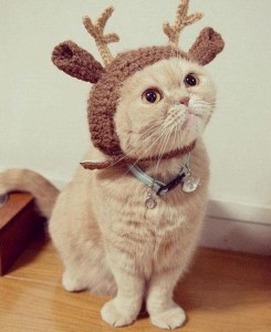 A Cat Wearing A Reindeer Costume